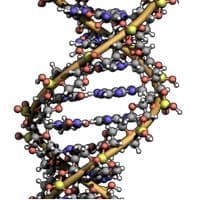 Un gène est une séquence de molécule d'ADN