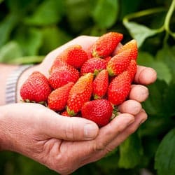 Fraises