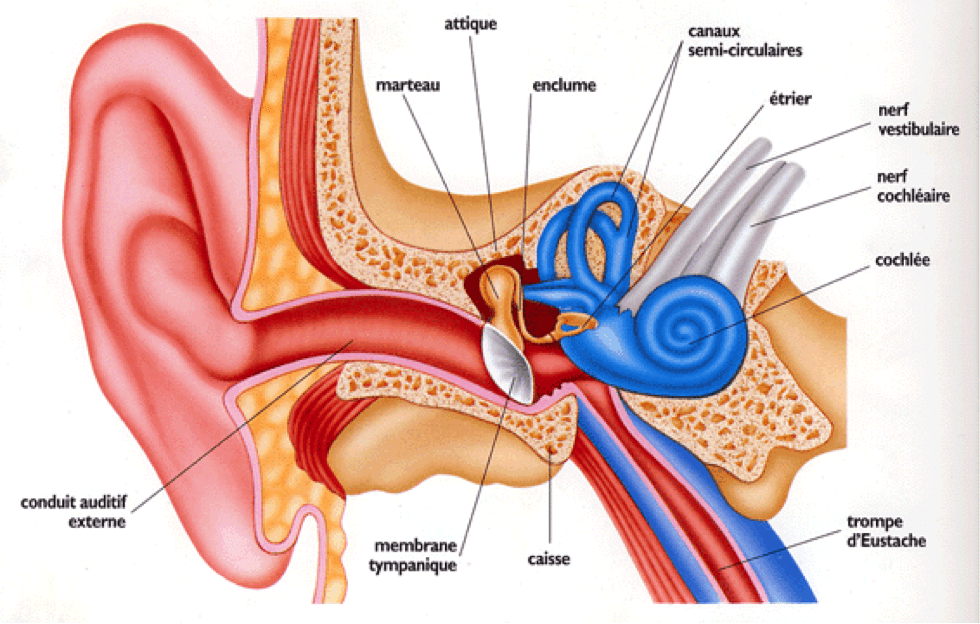 Oreille -otite externe, moyenne,