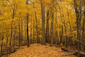Science: un arbre qui tombe fait-il du bruit?
