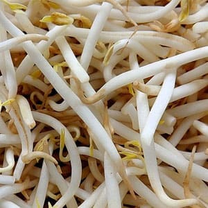 Phytoestrogènes, soya, soja, fèves