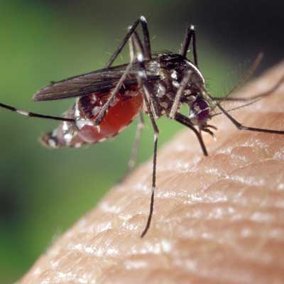 Insecte, piqure