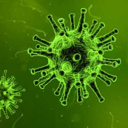 Virus - immunité